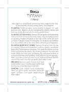 Picture of **ROSE TIFFANY (HT)                                                                                                                                   