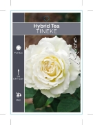 Picture of ROSE TINEKE (HT)                                                                                                                                      