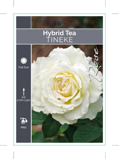 Picture of ROSE TINEKE (HT)                                                                                                                                      