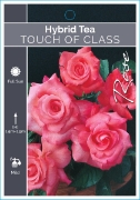 Picture of ROSE TOUCH OF CLASS (HT)                                                                                                                              
