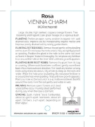 Picture of ROSE VIENNA CHARM (HT)                                                                                                                                