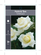 Picture of **ROSE VIRGO (HT)                                                                                                                                     