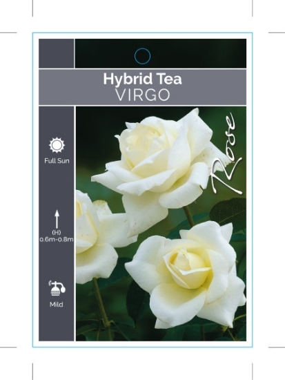 Picture of **ROSE VIRGO (HT)                                                                                                                                     