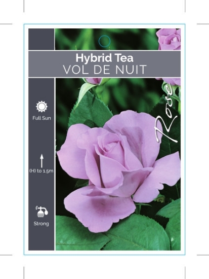 Picture of ROSE VOL DE NUIT (HT)                                                                                                                                 