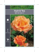 Picture of ROSE WHISKY (HT)                                                                                                                                      