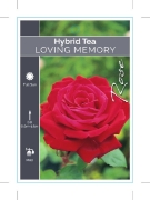 Picture of ROSE LOVING MEMORY (HT)                                                                                                                               