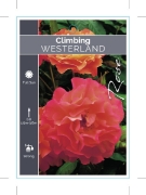 Picture of ROSE WESTERLAND CLIMBING                                                                                                                              