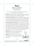 Picture of **ROSE BIG DADDY (HT)                                                                                                                                 