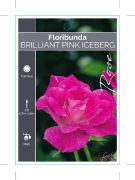 Picture of ROSE BRILLIANT PINK ICEBERG (FL)                                                                                                                      