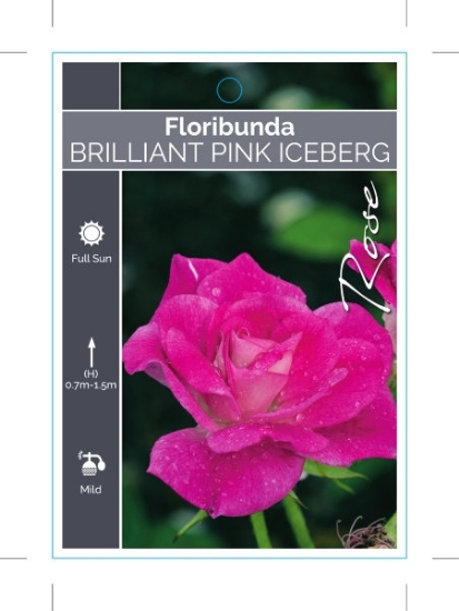 Picture of ROSE BRILLIANT PINK ICEBERG (FL)                                                                                                                      