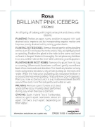 Picture of ROSE BRILLIANT PINK ICEBERG (FL)                                                                                                                      