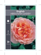 Picture of ROSE ABRAHAM DARBY (English)                                                                                                                          