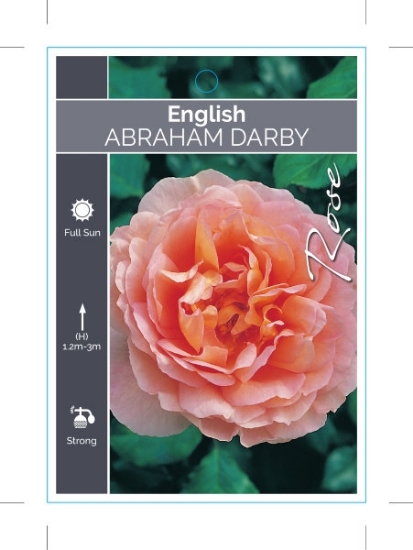Picture of ROSE ABRAHAM DARBY (English)                                                                                                                          