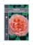 Picture of ROSE ABRAHAM DARBY (English)                                                                                                                          