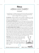 Picture of ROSE ABRAHAM DARBY (English)                                                                                                                          