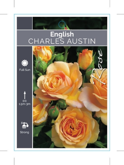 Picture of **ROSE CHARLES AUSTIN (English)                                                                                                                       