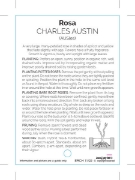 Picture of **ROSE CHARLES AUSTIN (English)                                                                                                                       