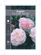 Picture of ROSE CLAIRE ROSE (English)                                                                                                                            