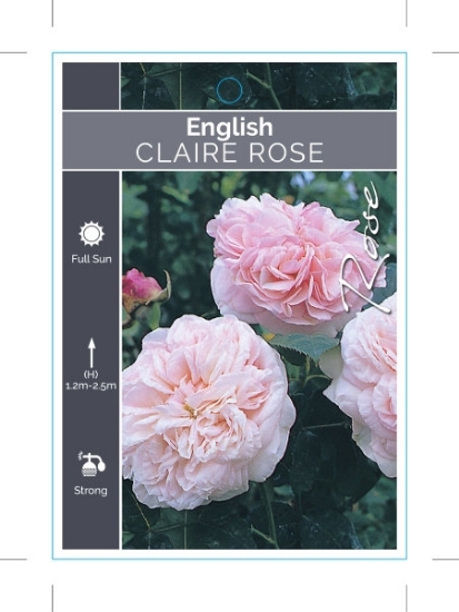 Picture of ROSE CLAIRE ROSE (English)                                                                                                                            