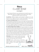 Picture of ROSE CLAIRE ROSE (English)                                                                                                                            