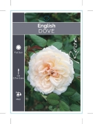 Picture of **ROSE DOVE (English)                                                                                                                                 