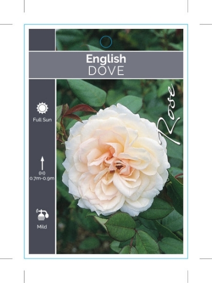 Picture of **ROSE DOVE (English)                                                                                                                                 