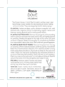 Picture of **ROSE DOVE (English)                                                                                                                                 