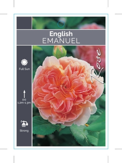 Picture of **ROSE EMANUEL (English)                                                                                                                              