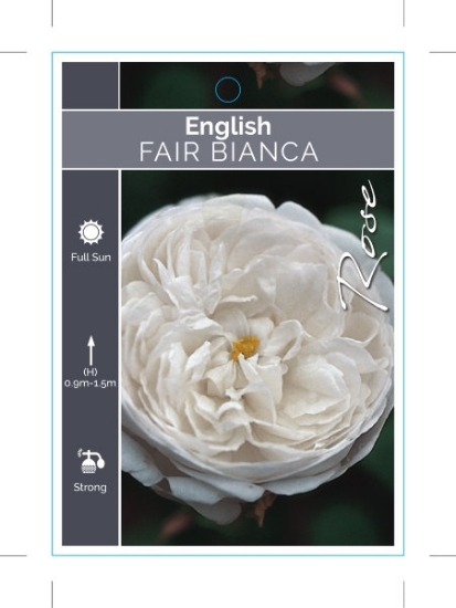 Picture of ROSE FAIR BIANCA (English)                                                                                                                            