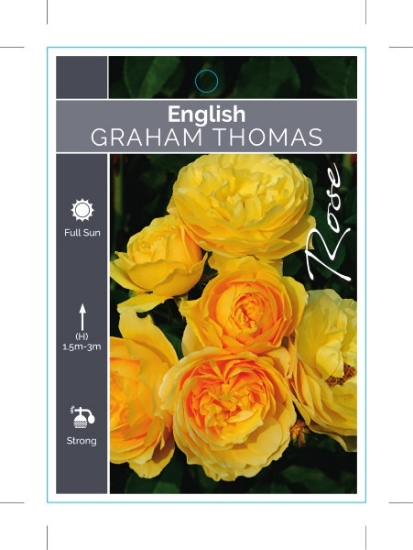 Picture of ROSE GRAHAM THOMAS (English)                                                                                                                          