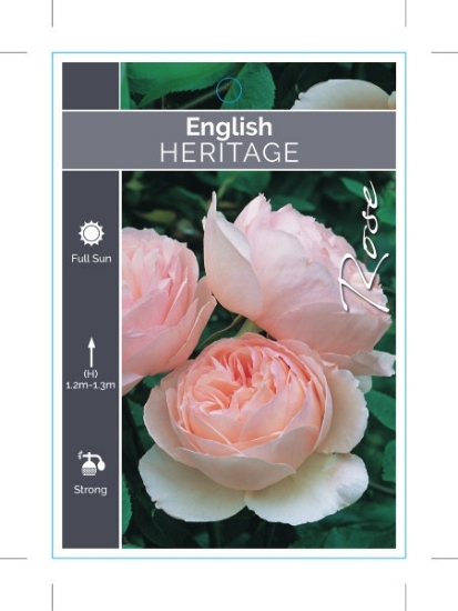 Picture of ROSE HERITAGE (English)                                                                                                                               
