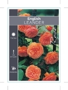 Picture of **ROSE LEANDER (English)                                                                                                                              