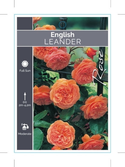 Picture of **ROSE LEANDER (English)                                                                                                                              