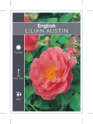 Picture of ROSE LILIAN AUSTIN (English)                                                                                                                          