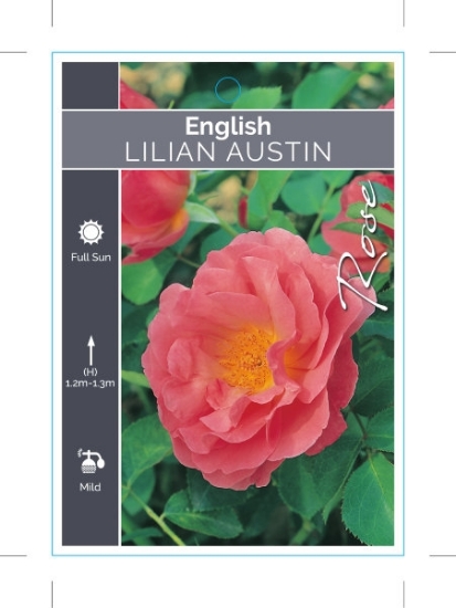 Picture of ROSE LILIAN AUSTIN (English)                                                                                                                          