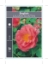Picture of ROSE LILIAN AUSTIN (English)                                                                                                                          