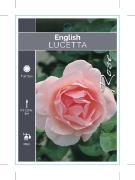 Picture of **ROSE LUCETTA (English)                                                                                                                              