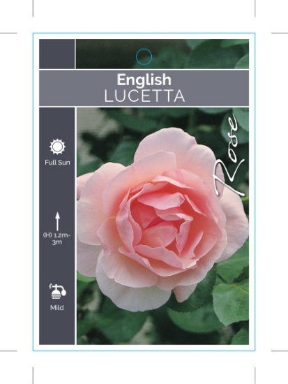 Picture of **ROSE LUCETTA (English)                                                                                                                              