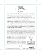 Picture of **ROSE LUCETTA (English)                                                                                                                              