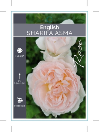 Picture of ROSE SHARIFA ASMA (English)                                                                                                                           