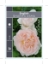 Picture of ROSE SHARIFA ASMA (English)                                                                                                                           