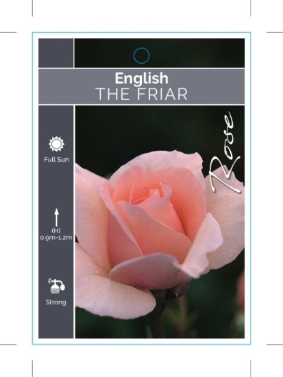 Picture of **ROSE THE FRIAR (English)                                                                                                                            