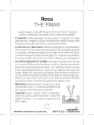 Picture of **ROSE THE FRIAR (English)                                                                                                                            