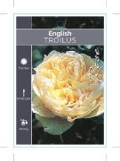 Picture of **ROSE TROILUS (English)                                                                                                                              
