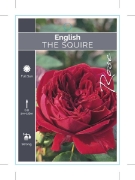 Picture of ROSE THE SQUIRE (English)                                                                                                                             