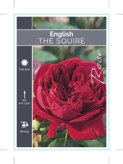 Picture of ROSE THE SQUIRE (English)                                                                                                                             
