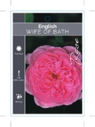 Picture of **ROSE WIFE OF BATH (English)                                                                                                                         