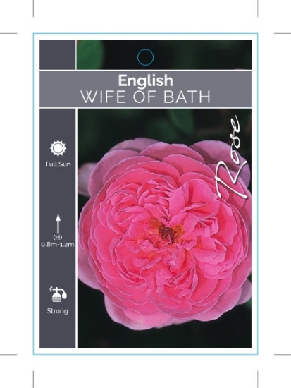 Picture of **ROSE WIFE OF BATH (English)                                                                                                                         