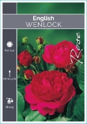 Picture of **ROSE WENLOCK (English)                                                                                                                              
