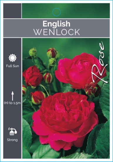 Picture of **ROSE WENLOCK (English)                                                                                                                              